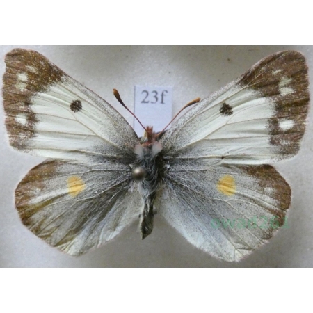 Colias erate (Esper, 1805) female Szlaczkoń erate Czech23f